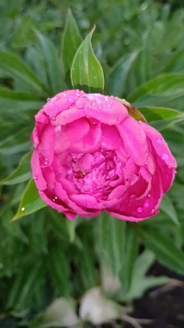 Пион после дождика смотреть онлайн