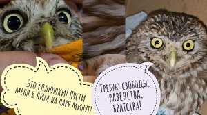 Сова Ёль выкинула подушку - бесит! Сыч Лучик опять поранил палец, сыч Кубыша заперт. Прививка яблони