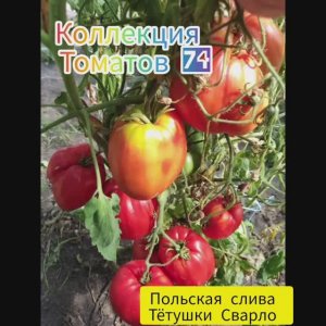 ПОЛЬСКАЯ СЛИВА ТЁТУШКИ СВАРЛО - ТОМАТ ЛЕГЕНДА