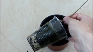 Баухиния (Орхидейное дерево). Посев. Всходы. Рост. Пере?