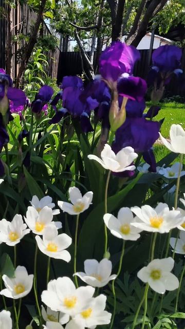 #многолетники #анемона  лесная#цаетники#ирисы