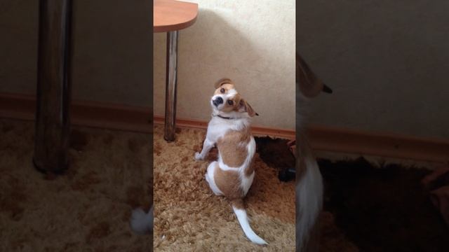 Прикол Собака Атос и картина-вернее ее отсутствие