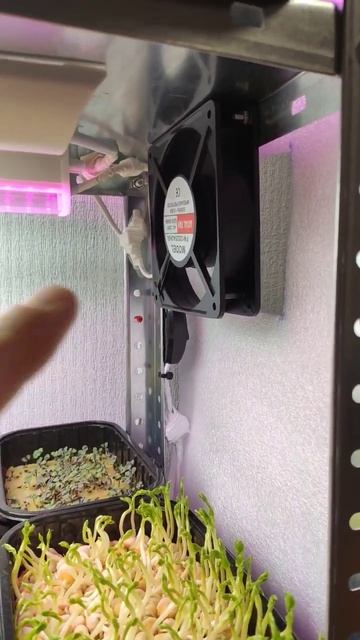 #микрозелень #стеллаж #витграсс #горох #базилик #редис # смотреть онлайн