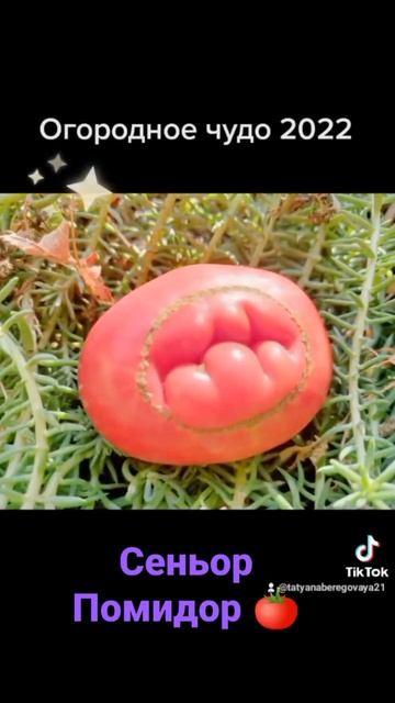 Вот такое чудо выросло на огороде 🍅#огородбезхлопот смотреть онлайн