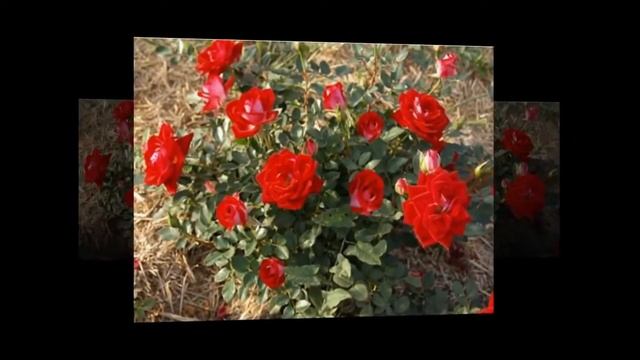 Не теряйте первую любовь- Авана Поздравление с днём свадьбы смотреть онлайн