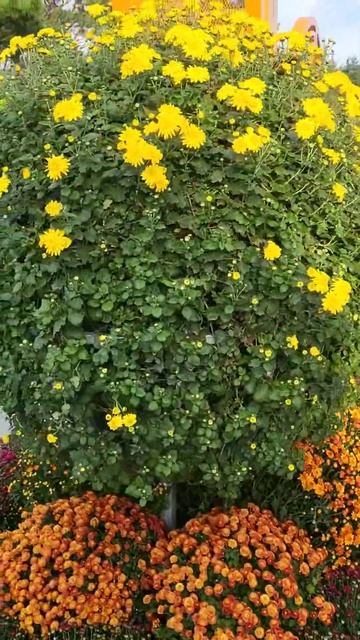 Фестиваль цветов#korea #life #happy