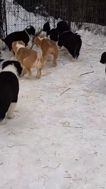 Мои маленькие помощники! В питомнике есть свободные щ?