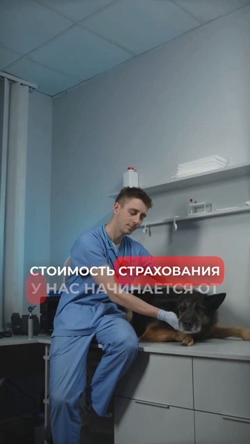 📞 +17313333366 (telegram, whatsapp) #страховкасша #страхование смотреть онлайн