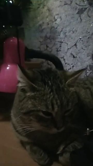 звук поставим на всю соседи не спят кто под нами внизу смотреть онлайн