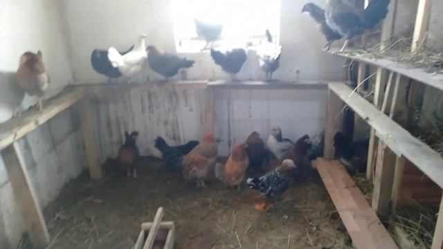 Тауық қорадағы өзгерістер / Курятник своими руками / З?