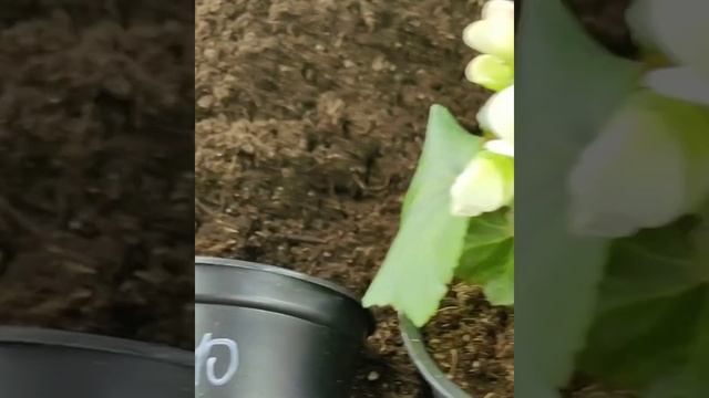 Бегония ЭЛАТИОР, пересадка, увеличение объёма грунта смотреть онлайн