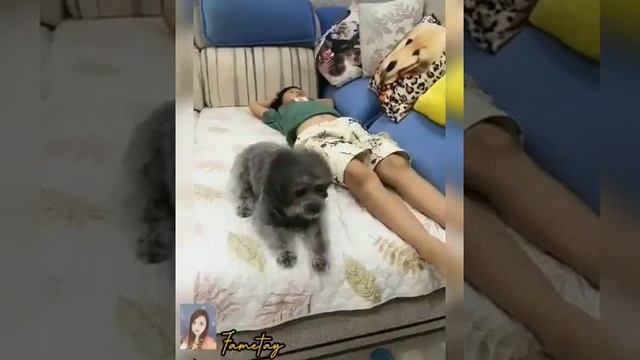 Смешные видео про псов, азиаты, китайцы... смотреть онлайн