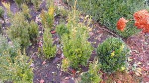 Почему желтеет самшит.