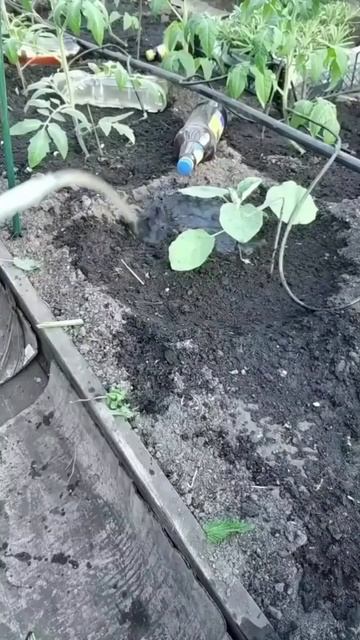 🌿 Дрожживая подкормка для растений 🌿 смотреть онлайн