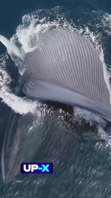 Огромный кит 😮 #животные #кит #киты смотреть онлайн