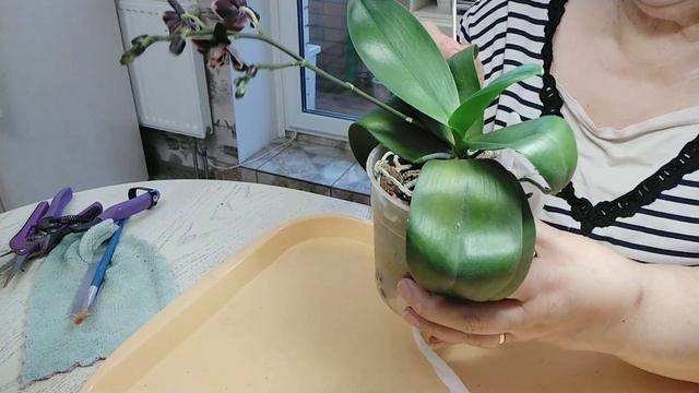 Как оживить подвядшие листья орхидеи. смотреть онлайн