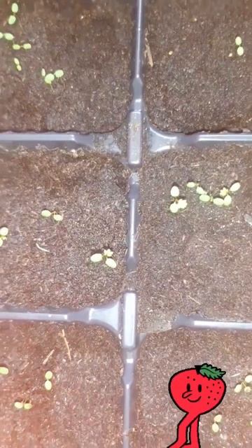 Земляника 3 недели 🙌