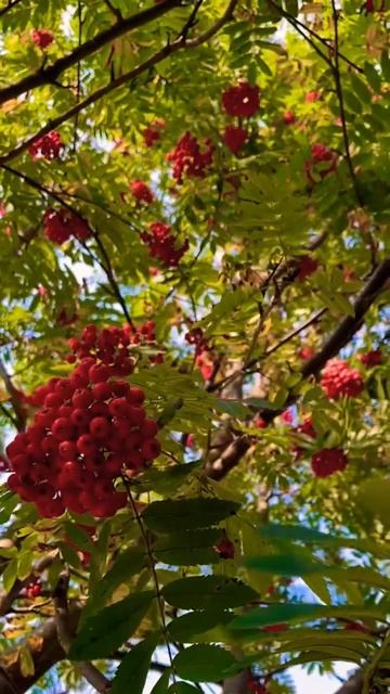 Рецепт! Масло рябины лечит желудок и кишечник. #знахар? смотреть онлайн