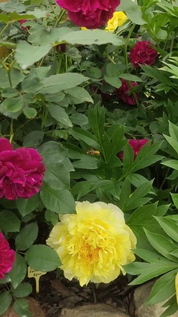 Розы расцвели #розы #roses #сад #garden #пионы 🌹 смотреть онлайн