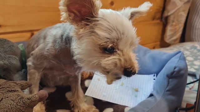 Старушке уже ни в чем не отказываем. То ничего не ест, т смотреть онлайн