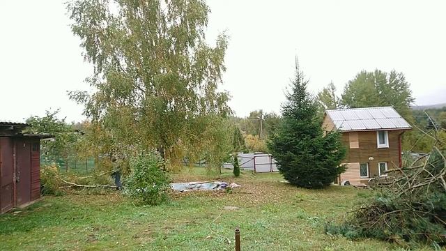 Валим березу 15 метров смотреть онлайн