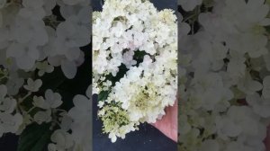 Гортензия литл рози (Little Rosy)