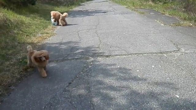 что надо Марику для счастья? - пустой бутыль из-под вод? смотреть онлайн