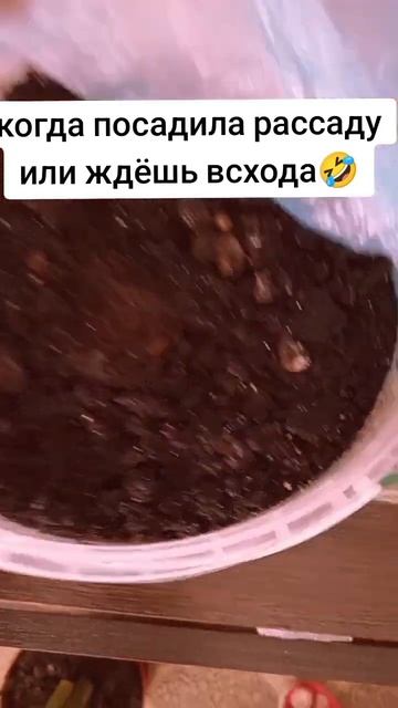 #рассада #огурцы #ждун #приколы #смешныевидео #приколы смотреть онлайн