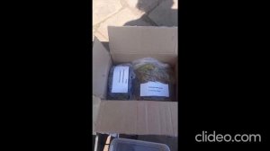 семена Женьшеня стратифицированные 500 шт.и корни 3 -х л?