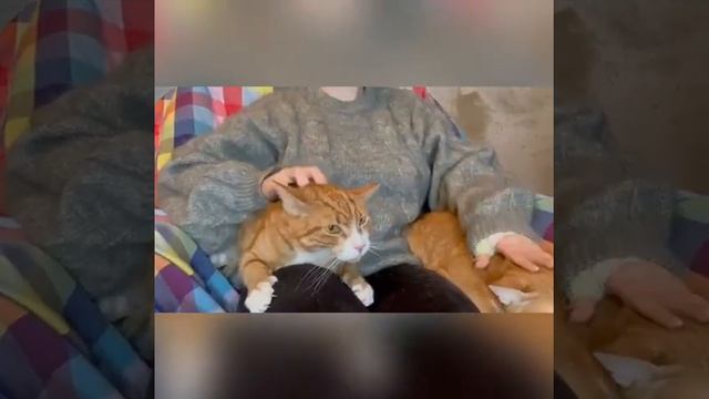 Сиамские близнецы рыжики Персик Тигрюша 5 лет ищут смотреть онлайн