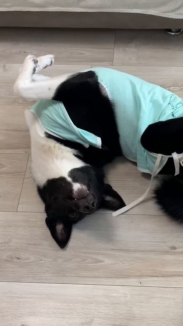Восстановление после стерилизации 🐾 #питомцы #стерил смотреть онлайн