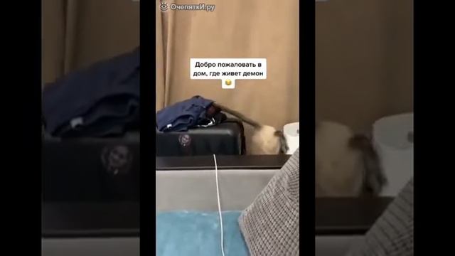 СМЕШНАЯ ПОДБОРКА КОШАЧЬИ ПРИКОЛЫ 2021 смотреть онлайн