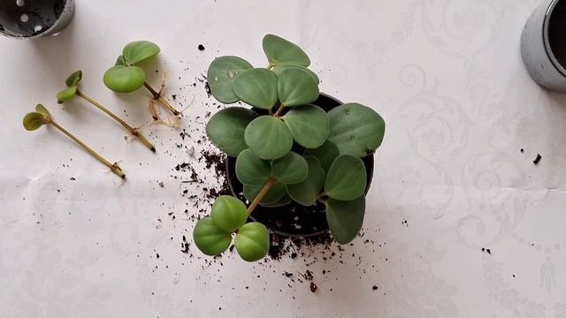 PEPEROMIA HOPE/PROPAGATING AND REPOTTING IN SCOTLAND/ПЕПЕРОМИЯ НАДЕЖДА/РАЗМНО смотреть онлайн