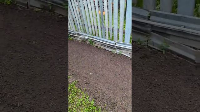 Aleks дежурный по кухне в прямом эфире! экскурсия по моему участку смотреть онлайн