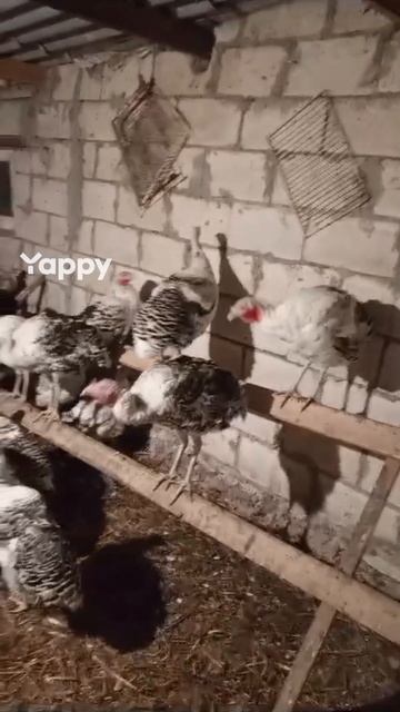 1010895439.mp4 смотреть онлайн