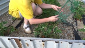 подставки для клубники - обзор, отзыв