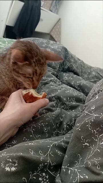 А Чоу,есть пирожок с капустой😲 смотреть онлайн