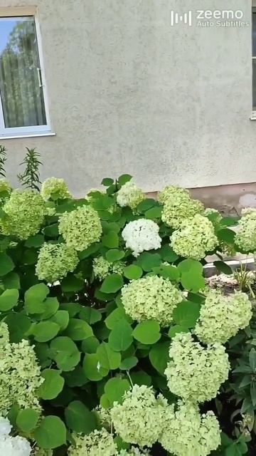 Гортензия и петуния - идеальные компаньоны🔥🔥🔥 #пит?