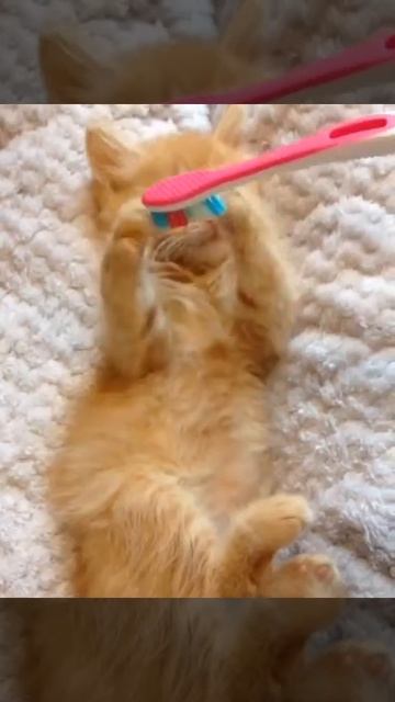 массаж котенка зубной щеткой | toothbrush massage cat смотреть онлайн