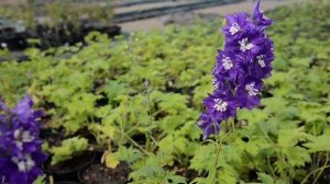 Дельфініум Magic Fountains Sky Blue White Bee