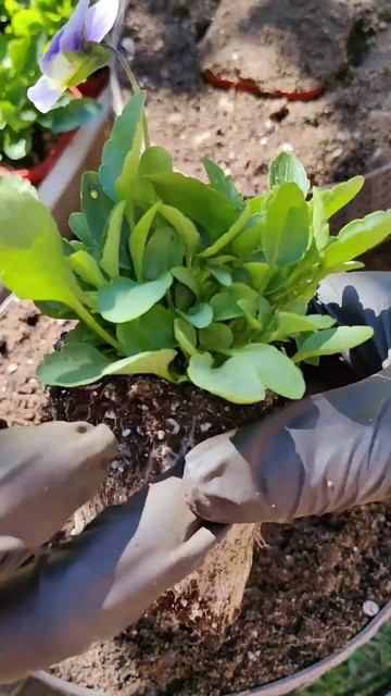 Сажаем виолу. #виола#виолавкашпо#каксажать#рассада#цв? смотреть онлайн