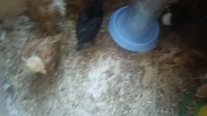 Вес голошейки Венгерской в 19 дней ну и обо всем что про