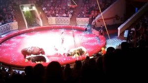 ЧП в цирке. Цирк «Браво»