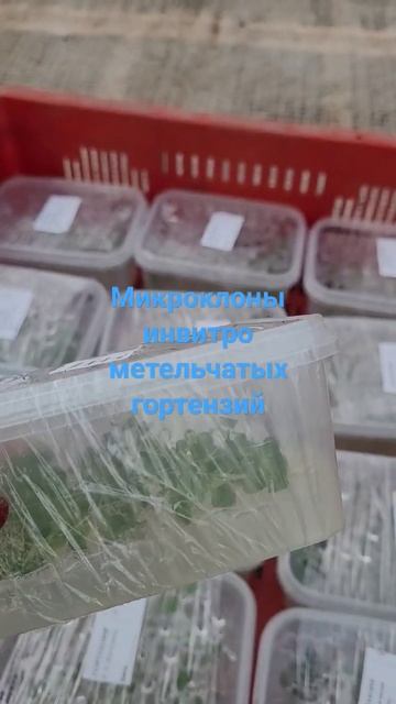 Метельчатые гортензии инвитро. смотреть онлайн