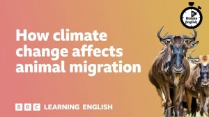How climate change affects animal migration ⏲️ 6 Minute English