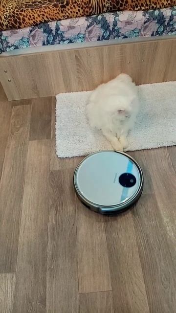 Обезумевший робот пылесос и белый кот Мартин. смотреть онлайн