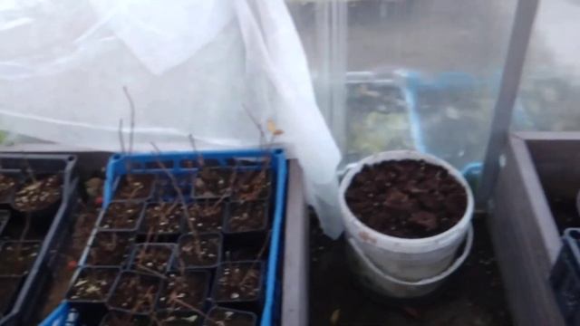 Сорта метельчатой гортензии в продаже осенью 2024 года смотреть онлайн