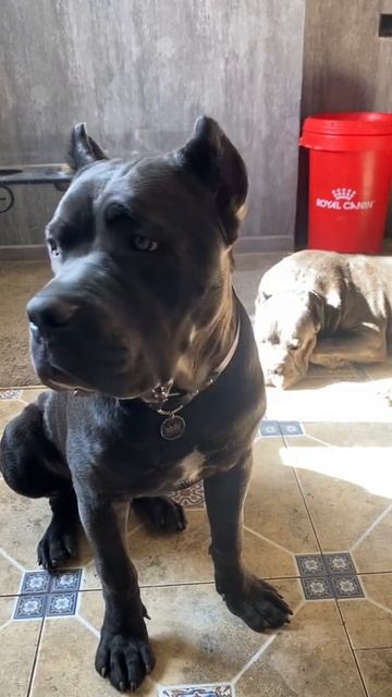 Дегидратор загрузили👌#tttt #канекорсо #cane #canecorso #canecorsoita смотреть онлайн