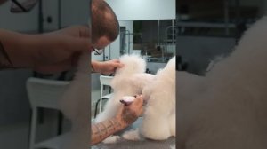 Стрижка Пуделя- корпус #курсыгруминга #курсыстрижкисо