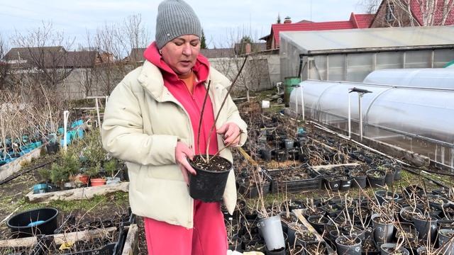 Обрезка гортензии, формировка на продажу. Отправка пр? смотреть онлайн